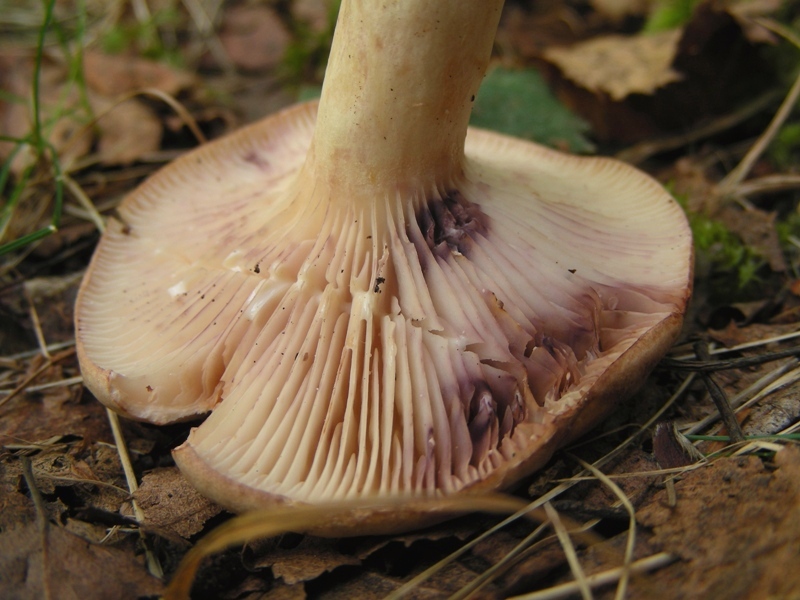 Lactarius uvidus